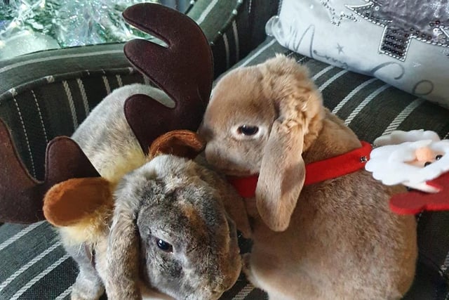 Two sweet little bunnies shared by Tracey Egginton-Dean.