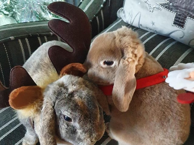 Two sweet little bunnies shared by Tracey Egginton-Dean.