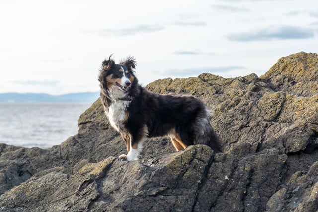 The Shetland Sheepdog is an extremely intelligent, quick and obedient breed of dog (Photo: Shutterstock)
