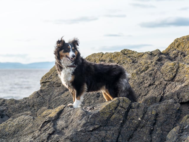 The Shetland Sheepdog is an extremely intelligent, quick and obedient breed of dog (Photo: Shutterstock)