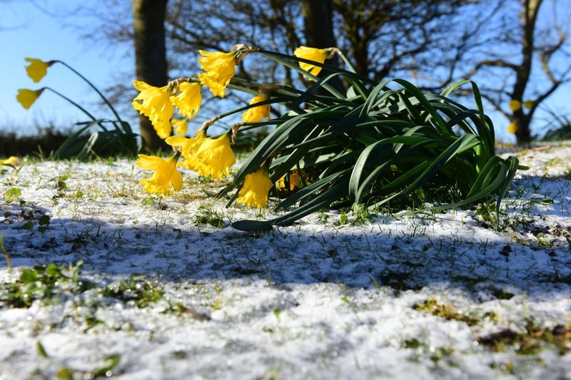 Daffodils were spotted poking through the snow in Peterlee.