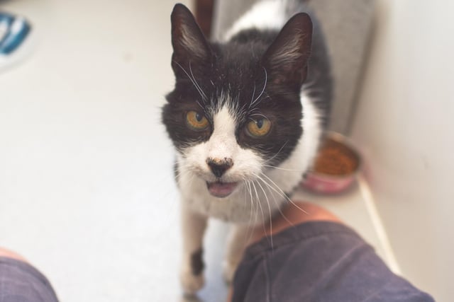 Jamie is a male 12-year-old Domestic Short Hair. He is a very tender, quiet, charming and polite cat.