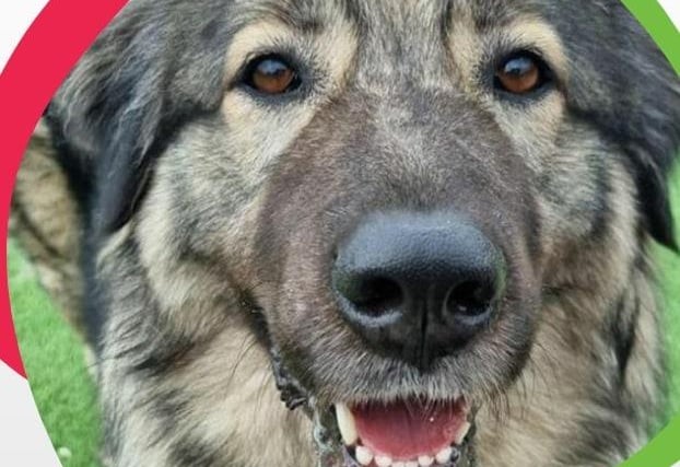 An almost 4-year-old Shepherd, Faith is a 'big boisterous' girl who may take quite some time to trust people. Once she trusts you, she is loyal and affectionate and does not require a lot of exercise.