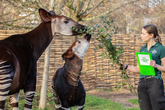 Zookeeper Megan Winfield feeding Ede the okapi and mum Oni during the ZSL London Zoo annual stocktake.