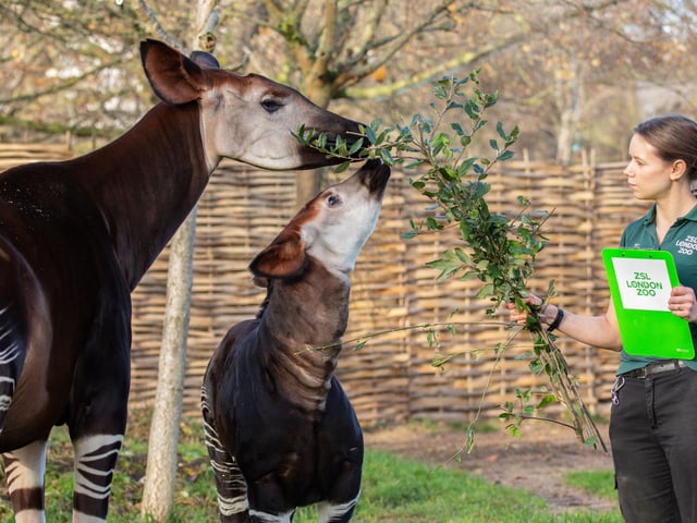 Zookeeper Megan Winfield feeding Ede the okapi and mum Oni during the ZSL London Zoo annual stocktake.