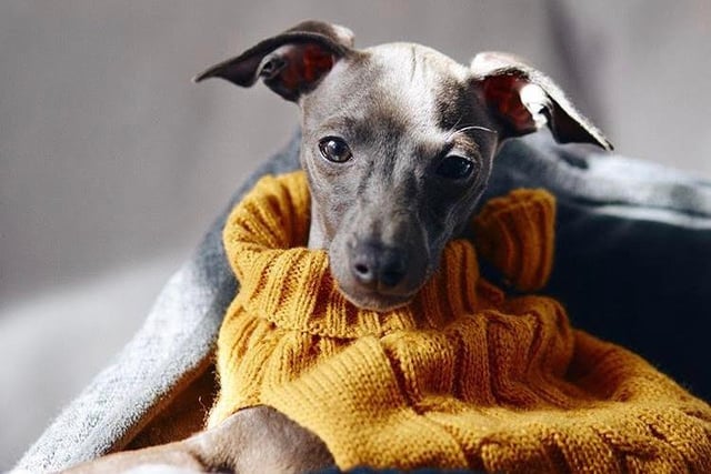 This Italian greyhound from Sheffield loves nothing more than to be cuddled up with mum and dad, inside a hoodie or snuggled up in her dog bed with lots of blankets. Be careful trying to work out in front of Eva though, she has been videoed playing with her owner’s shoelaces while she was exercising on a Zoom call.
