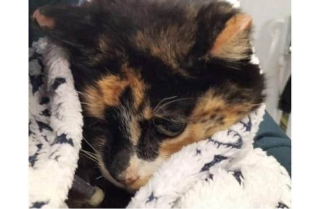 Fans of Topsey the pitch invading cat have raised more than £10,000 to cover her vet bills after scans found she had a severe spinal fracture.