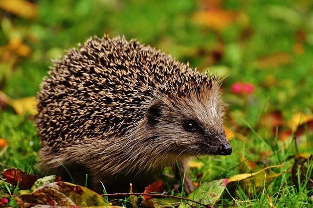 Hedgehogs are growing "increasingly absent from our landscape" according to the Scottish Wildlife Trust. Warmer and wetter winters forecast with climate change are already disturbing these creatures' hibernation patterns. It means they are hibernating less and need more food - which is not as available in winter - causing them to starve.