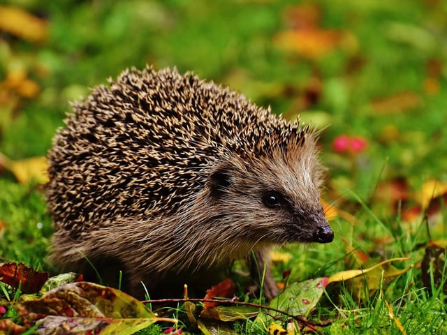 Hedgehogs are growing "increasingly absent from our landscape" according to the Scottish Wildlife Trust. Warmer and wetter winters forecast with climate change are already disturbing these creatures' hibernation patterns. It means they are hibernating less and need more food - which is not as available in winter - causing them to starve.