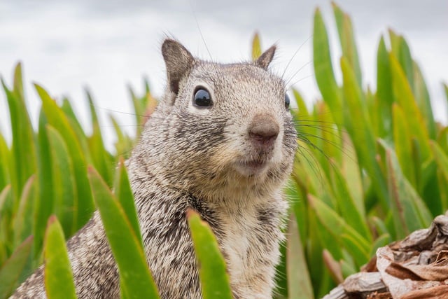 In the 1990s Sheffield University developed a contraceptive vaccine for grey squirrels - a method considered a humane alternative to population control measures such as shooting and poison.
