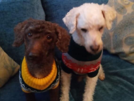 Val Turner posted: "Winter jumpers for Sol and Peppa."