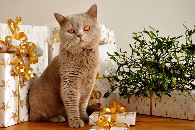 The inspiration for Alice in Wonderland's Cheshire Cat, British Shorthairs are some of the most docile and friendly cat breeds in the world.