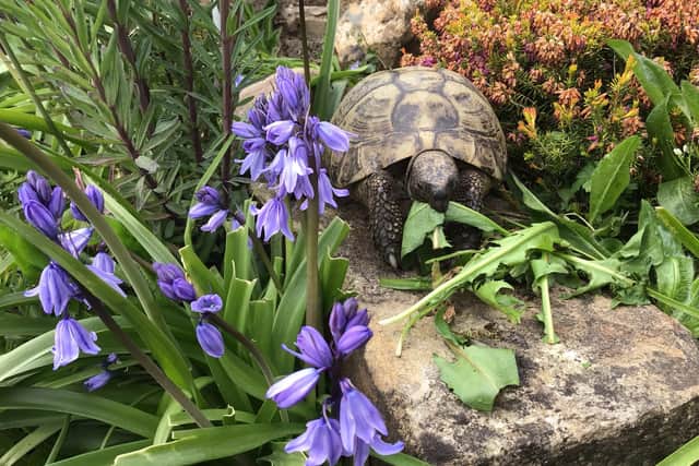 Fred the tortoise today. He has just celebrated his 50th birthday with the Betts family in Walkley, Sheffield, and could easily live till he's 100