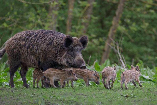 Programmes to reintroduce wild boar into UK countryside have been relatively successful in recent years, much to the joy of rewilding advocates, who say that the boars’ favourite pastimes of grubbing the floors of woodland and breaking up bracken are invaluable for biodiversity.