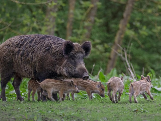Programmes to reintroduce wild boar into UK countryside have been relatively successful in recent years, much to the joy of rewilding advocates, who say that the boars’ favourite pastimes of grubbing the floors of woodland and breaking up bracken are invaluable for biodiversity.