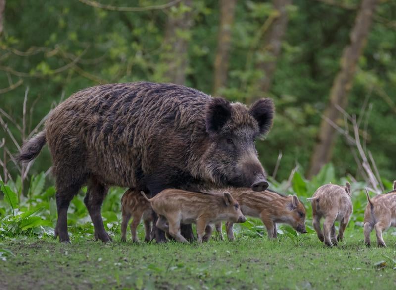Programmes to reintroduce wild boar into UK countryside have been relatively successful in recent years, much to the joy of rewilding advocates, who say that the boars’ favourite pastimes of grubbing the floors of woodland and breaking up bracken are invaluable for biodiversity.