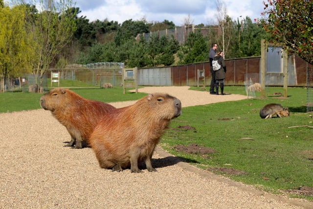 This is a picture from the Yorkshire Wildlife Park's last day of opening before lockdown - these two capybaras appear to be making the place their own for the duration. Soon visitors should be able to stroll around in the fresh air once more.