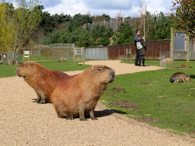 This is a picture from the Yorkshire Wildlife Park's last day of opening before lockdown - these two capybaras appear to be making the place their own for the duration. Soon visitors should be able to stroll around in the fresh air once more.