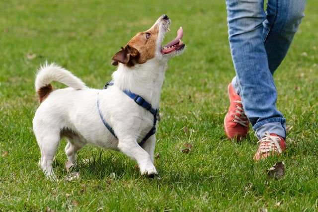 Working from Joppa Road in Portobello, Pamela Moffat of Dog Training By Design takes a personalised approach to dog training, making her popular it Edinburgh residents. Photo: alexei_tm / Getty Images / Canva Pro.