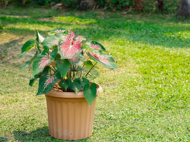 This houseplant is known for its bright colours and velvety leaves, but be cautious when around pets and children as it can cause swelling, eye pain, diarrhoea and vomiting if ingested