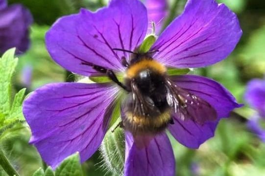 A bumble bee on a flower from @anitabathgate