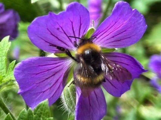 A bumble bee on a flower from @anitabathgate