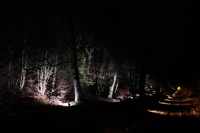 A festive light trail has been installed in the woodland.