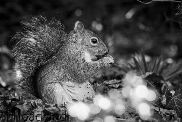 Squirrel taken by Helen Toulson