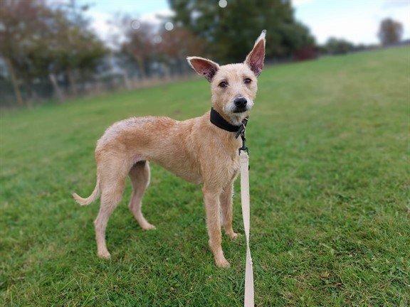 Lola has such a loving nature. She enjoys going out on walks and exploring new things.
