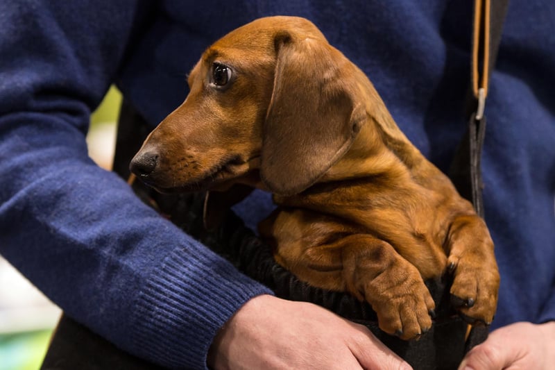 Miniature smooth-haired dachshunds were the 5th most popular dog breed in the south east in 2020. Picture: OLI SCARFF/AFP via Getty Images