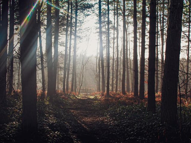 Woodland sunshine. From Jack Beckwith.