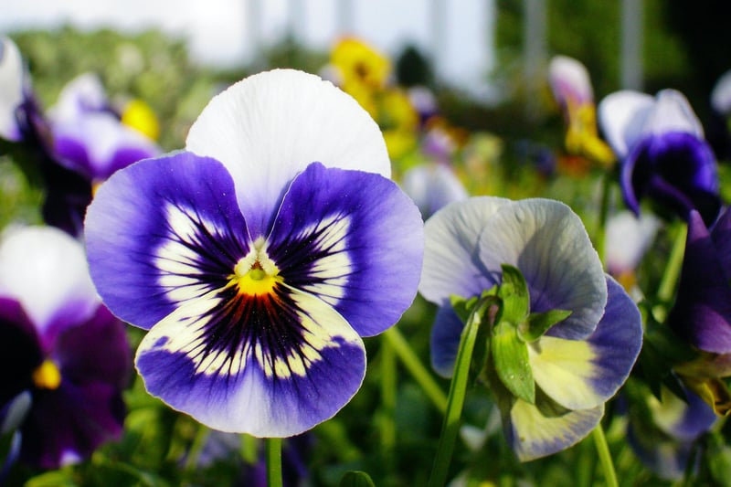Pansies are a great match for your Capricorn bestie. This tenacious flower reflects the hardworking and persistent nature of Capricorns.