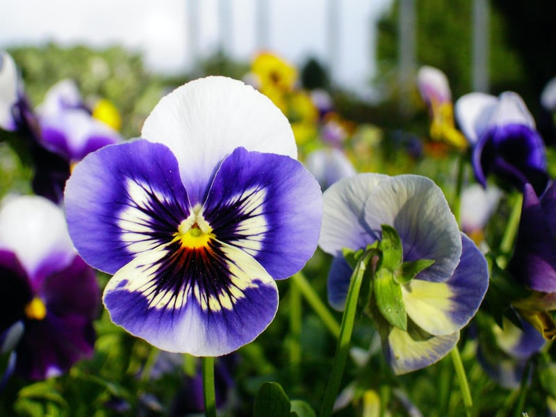 Pansies are a great match for your Capricorn bestie. This tenacious flower reflects the hardworking and persistent nature of Capricorns.