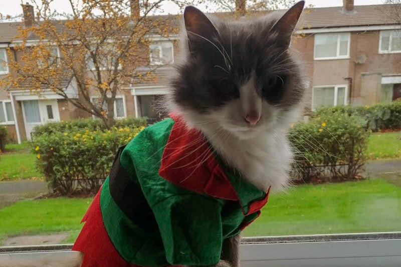 Oscar channels the Christmas spirit in his elf outfit.