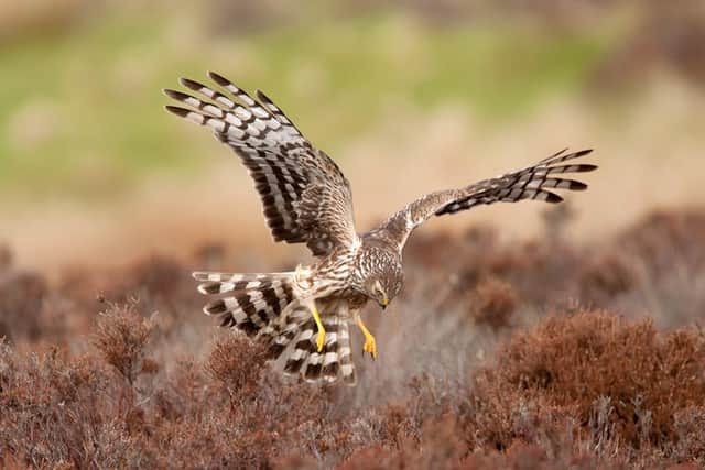 Hen harriers are a ‘red list’ species of bird fully protected by the Wildlife & Countryside Act 1981. (Pic: RSPB)