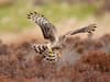 'Final straw' as two hen harriers and 10 eggs lost on grouse shooting moor in Peak District