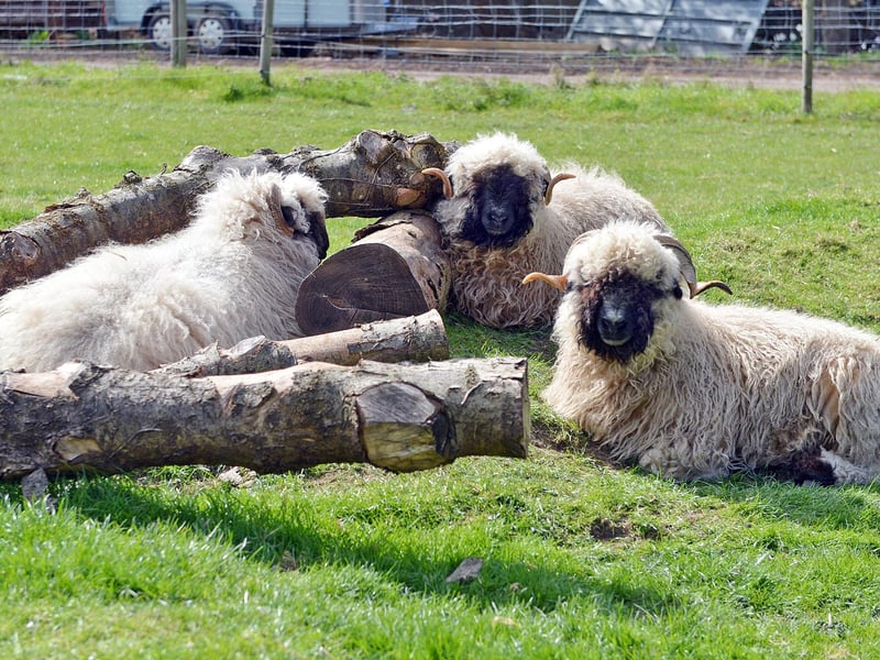 Fizz, Fuzz and Fonz are ready to meet visitors again.