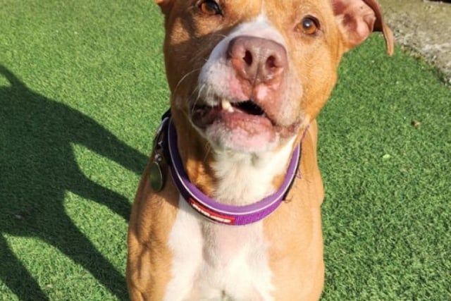 Arnold is described as a "pocket rocket", with heaps of energy. He would best fit a "very active" home and would make a great running companion, and is good with other dogs when on walks. The six-year-old has a sensitive side and can be quite wary in some situations. He is best suited to an experienced owner with a secure garden.