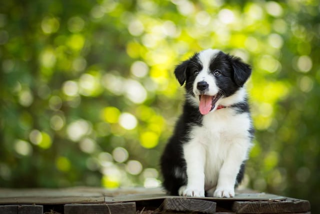 One of the UK's most popular working dogs, the Border Collie's have been a national favourite for years. In 2020, prices for this popular pup have more than doubled, as the cost of a Border Collie increase by 110.34% to £427.