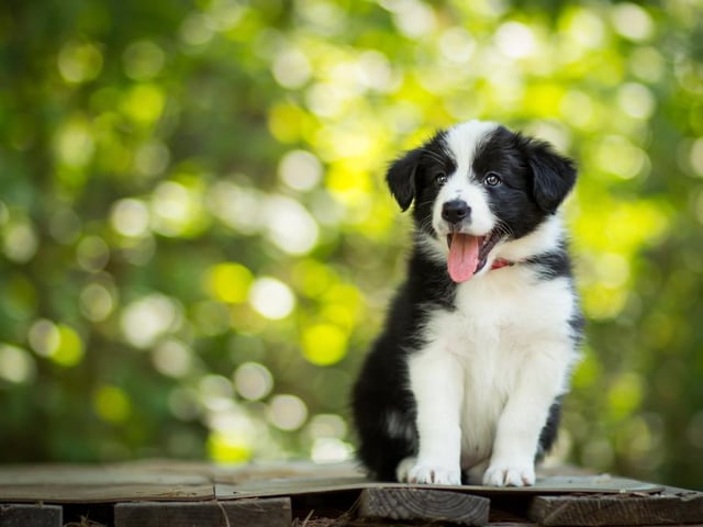 One of the UK's most popular working dogs, the Border Collie's have been a national favourite for years. In 2020, prices for this popular pup have more than doubled, as the cost of a Border Collie increase by 110.34% to £427.