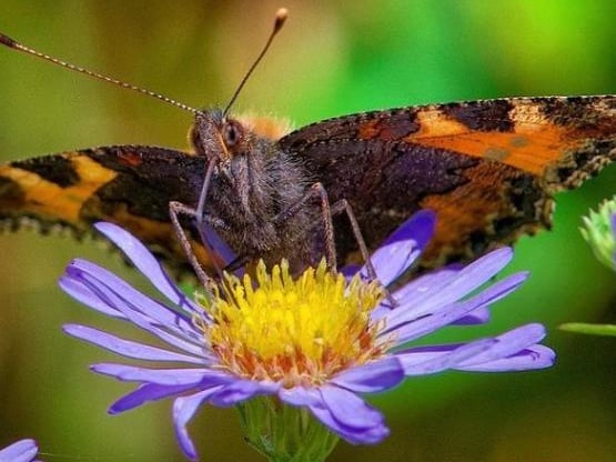 A beautiful butterfly. From @nikalwest