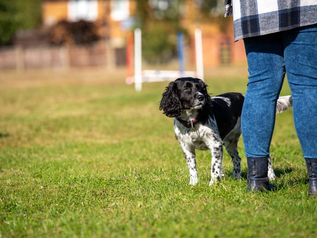 The dog show raised hundreds for the community project to bring