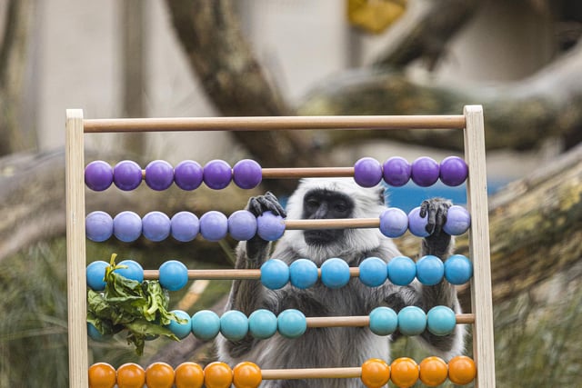 A hanuman langur playing with an abacus during ZSL London Zoo annual stocktake.