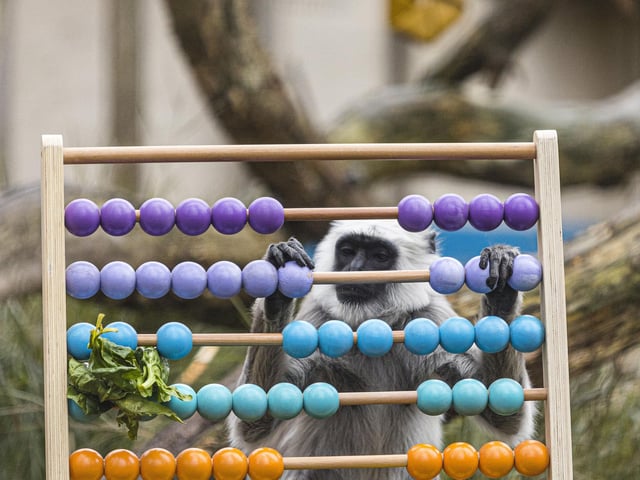 A hanuman langur playing with an abacus during ZSL London Zoo annual stocktake.