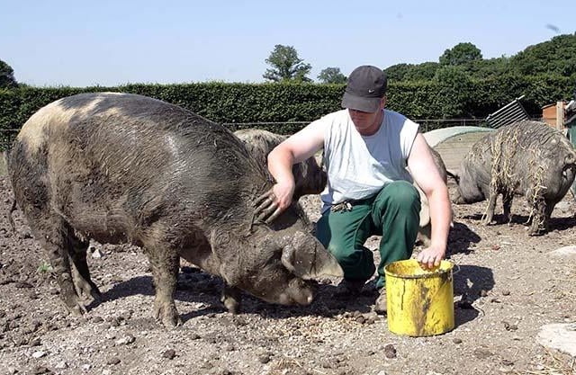 Graves Park pig manager, Chris Dyson, applying mud lotion to keep the pigs cool in the hot weather, July 17, 2006