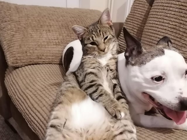 Tabby cat Hedwig with friend Kizzy. Shared by Fay Atkins.