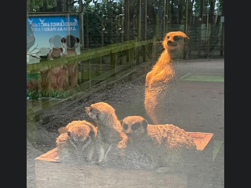 From lemurs to meerkats, Bridlington Animal Park is home to a fantastic range of creatures, with daily feeding experiences and educational talks. A great mix of wildlife and seaside fun! 📍 Covert Lane, Carnaby, Bridlington YO15 3QF