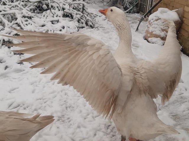 These birds seem to be enjoying the weather. Shared by Aaron Mcintyre.
