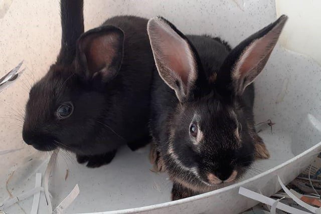 Mystique and Morticia were found straying on their own at a young age and are therefore slightly nervous. However, they are a nice pair of rabbits and would make a great addition to a home who will allow them to become more confident with handling.