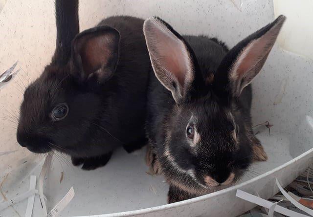 Mystique and Morticia were found straying on their own at a young age and are therefore slightly nervous. However, they are a nice pair of rabbits and would make a great addition to a home who will allow them to become more confident with handling.